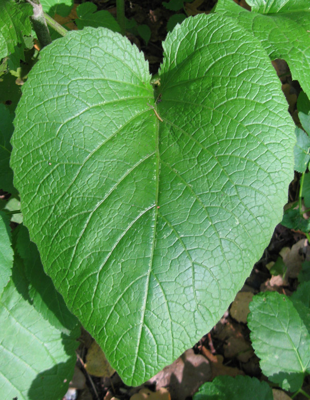 Image of Telekia speciosa specimen.