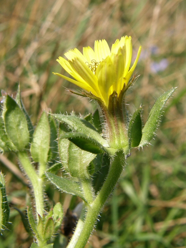 Image of Helminthotheca echioides specimen.