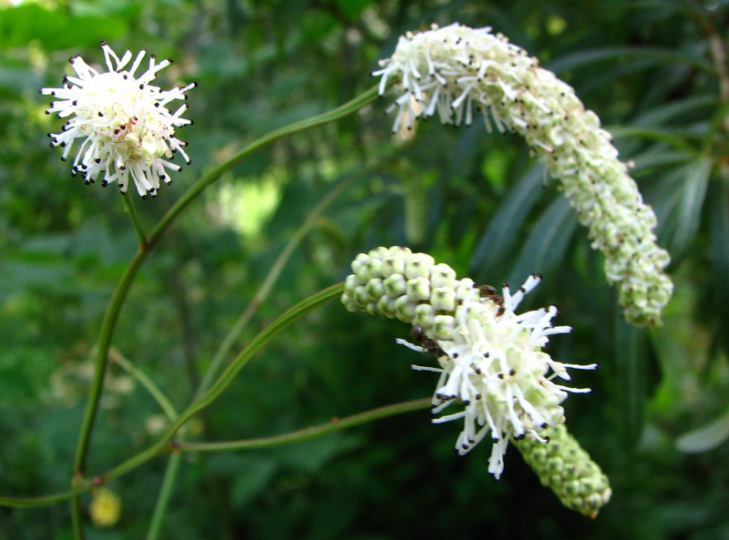 Изображение особи Sanguisorba parviflora.
