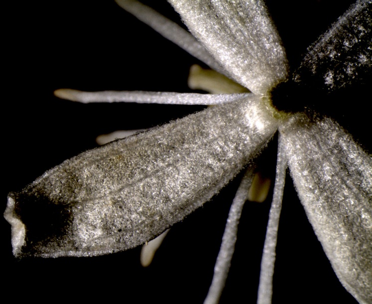 Image of Clematis brevicaudata specimen.