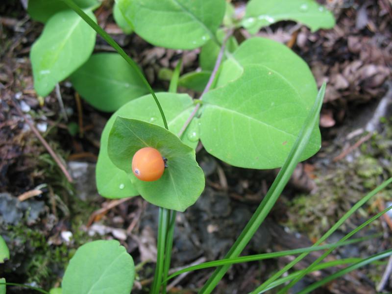 Image of Lonicera caprifolium specimen.