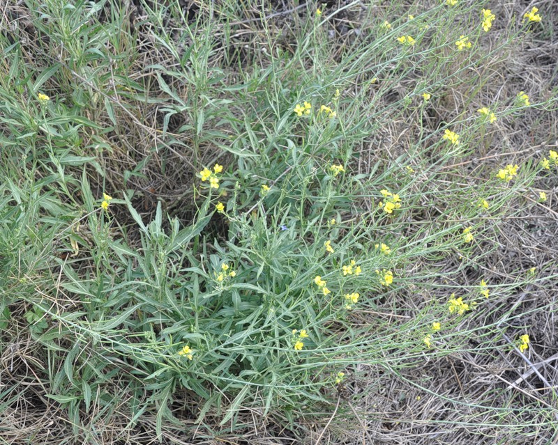 Image of Diplotaxis tenuifolia specimen.