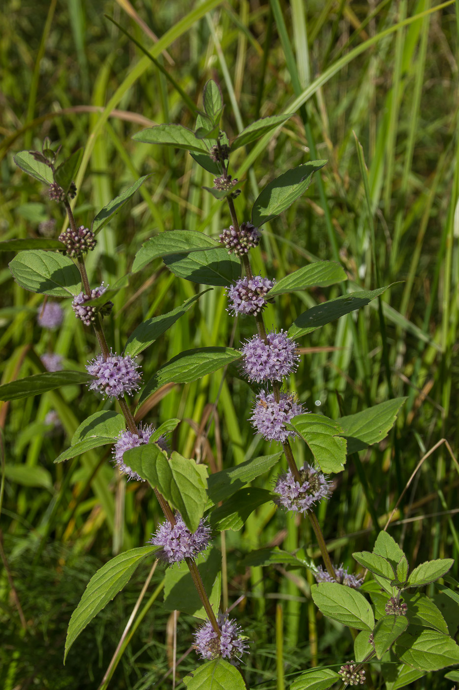 Изображение особи Mentha arvensis.