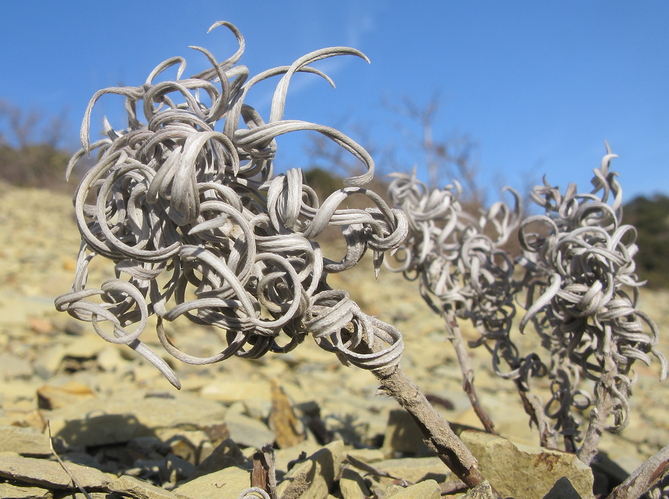 Изображение особи Onosma polyphylla.