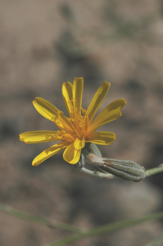 Image of Chondrilla lejosperma specimen.