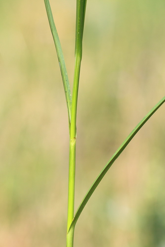 Image of Bolboschoenus planiculmis specimen.