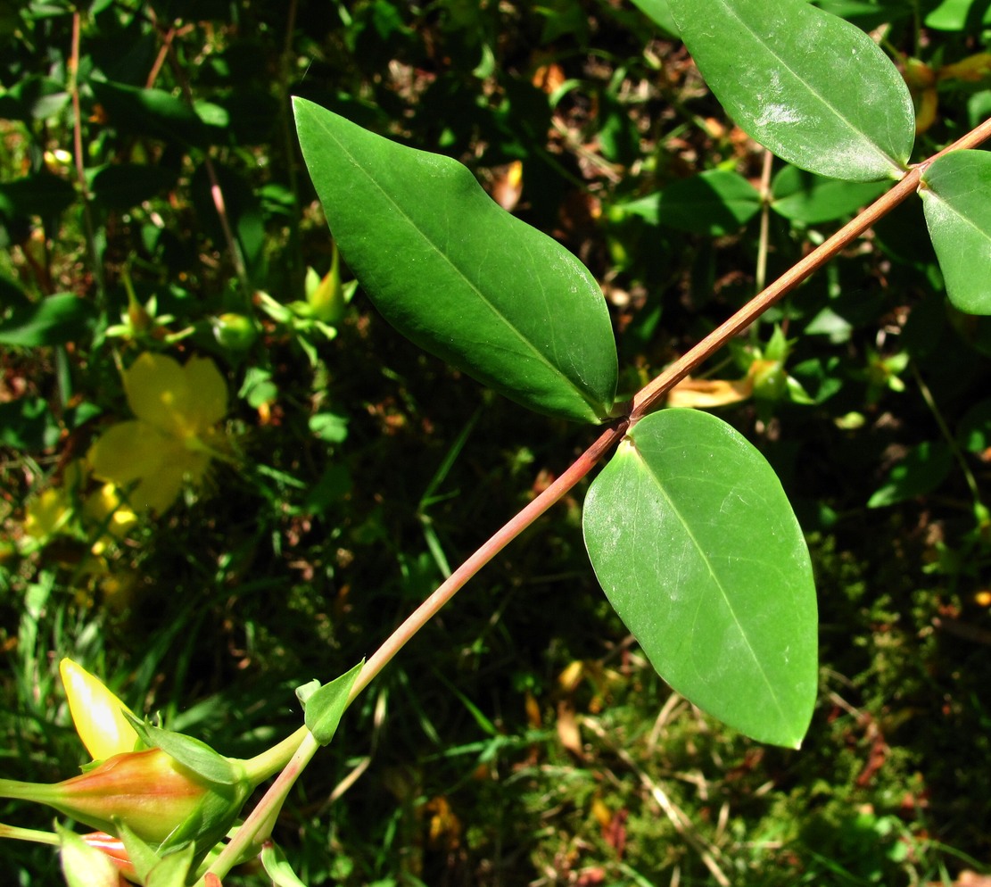 Image of Hypericum calycinum specimen.