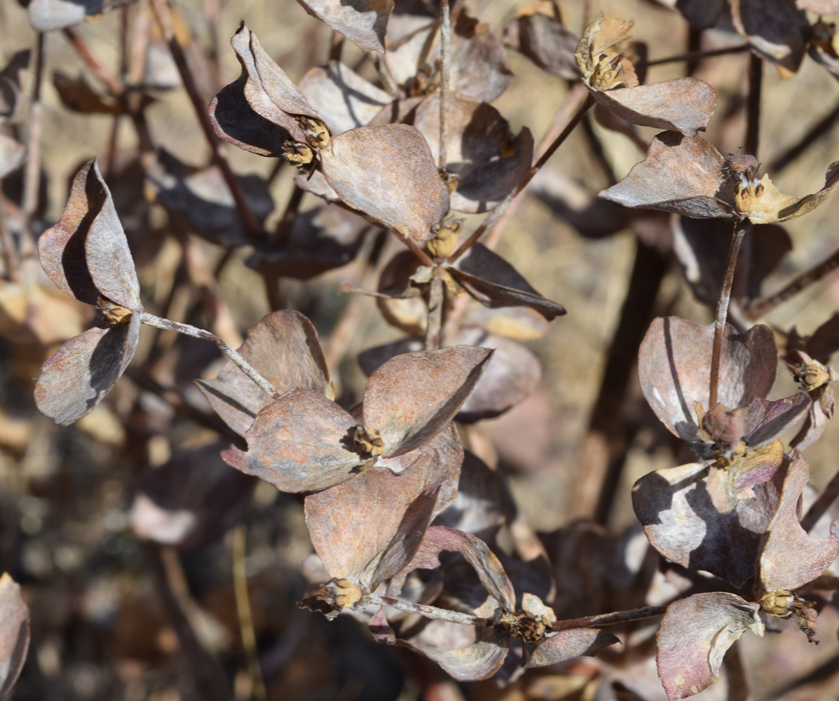 Image of Euphorbia ferganensis specimen.