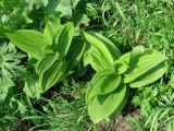 Veratrum lobelianum