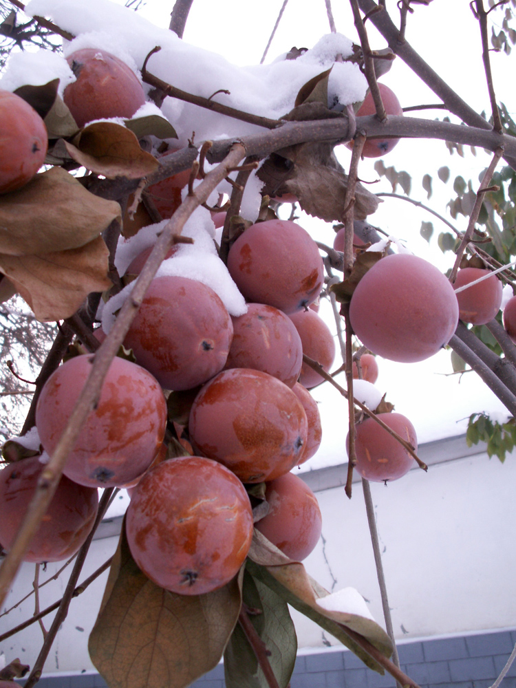 Image of Diospyros kaki specimen.