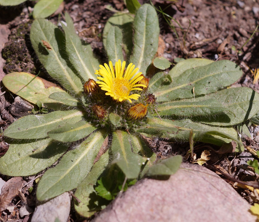 Изображение особи Inula rhizocephala.