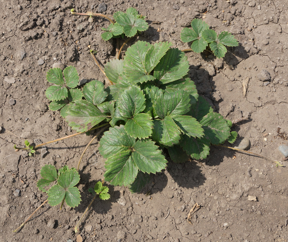 Image of Fragaria &times; ananassa specimen.