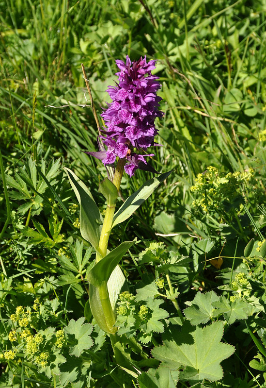 Image of Dactylorhiza euxina specimen.