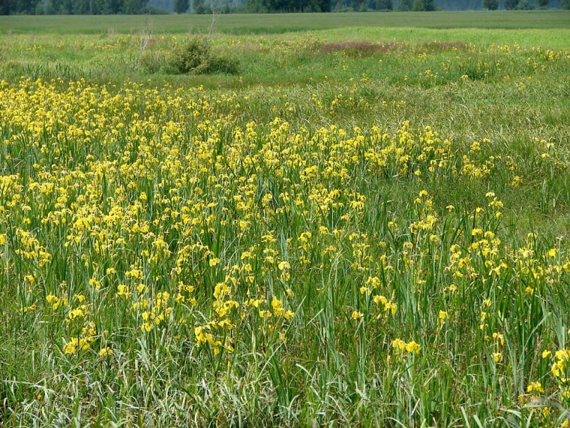 Изображение особи Iris pseudacorus.