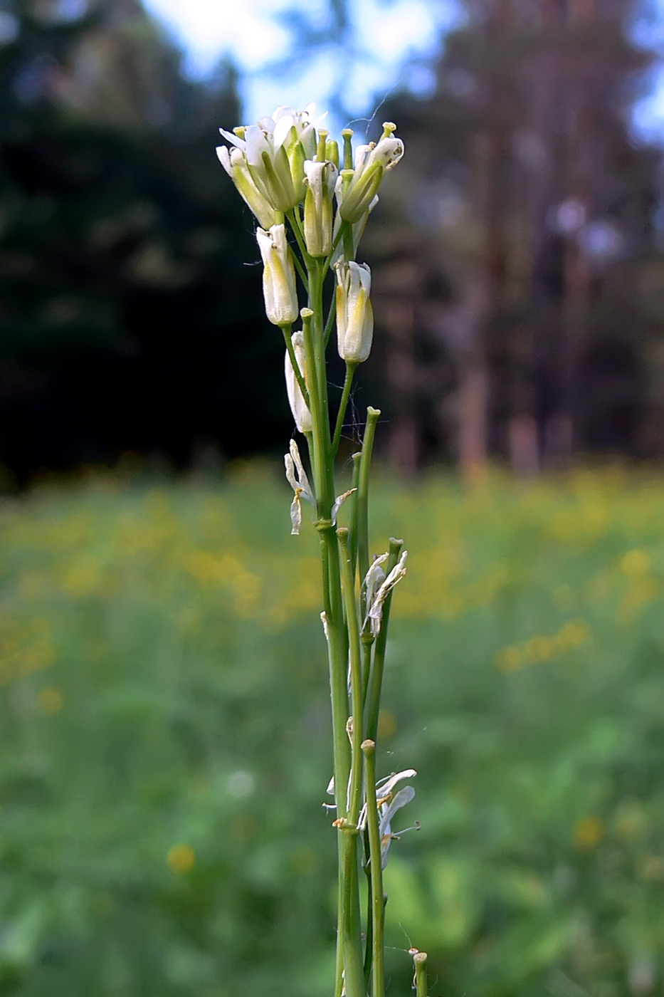 Изображение особи Turritis glabra.