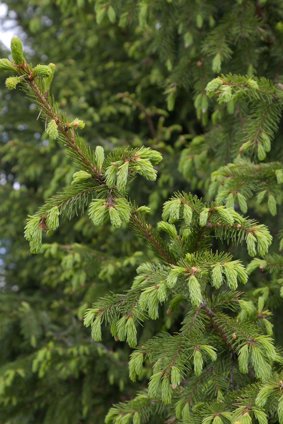 Image of Picea obovata specimen.