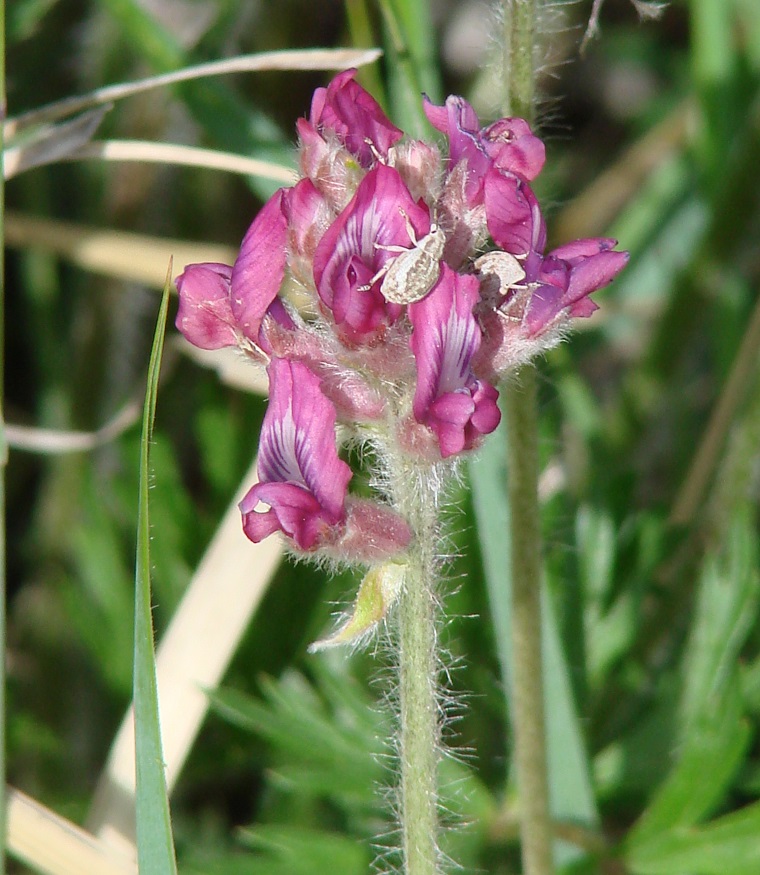 Image of Oxytropis strobilacea specimen.