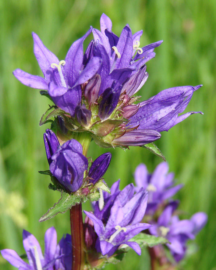 Image of Campanula glomerata specimen.