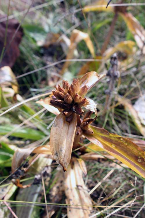 Изображение особи Gentiana macrophylla.