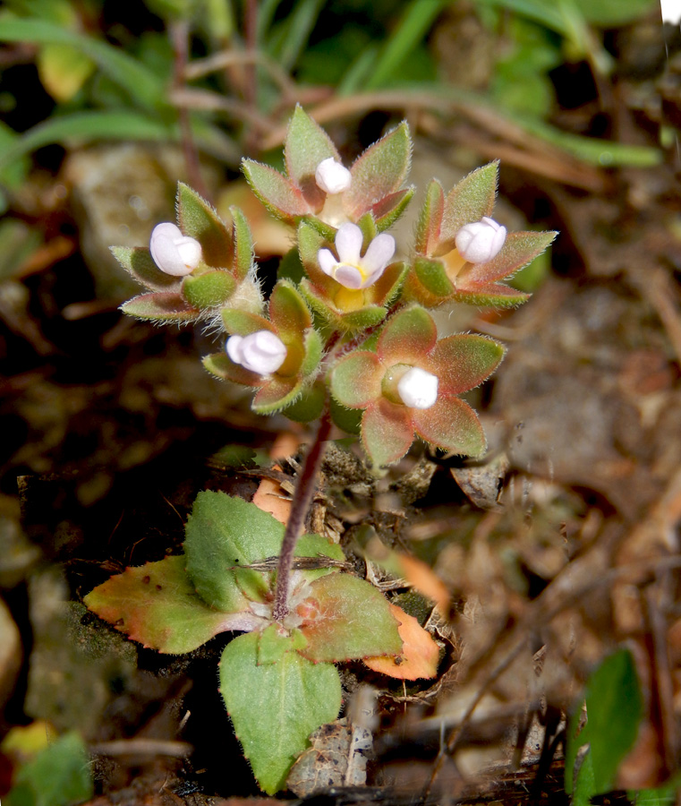 Image of Androsace maxima specimen.