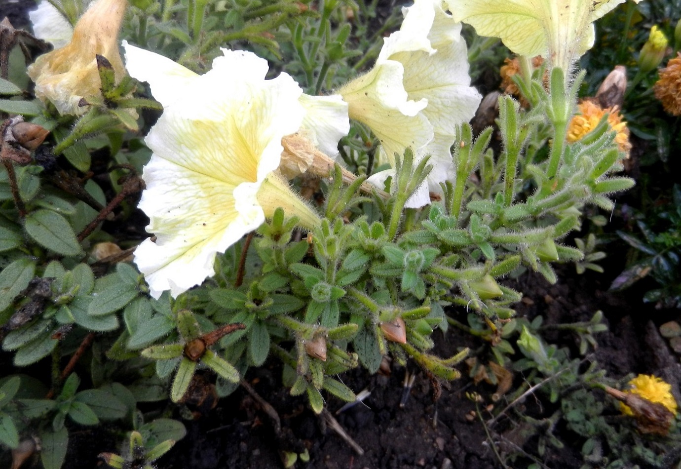 Image of Petunia &times; hybrida specimen.