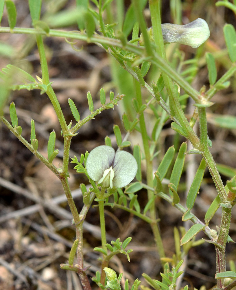 Image of Vicia michauxii specimen.