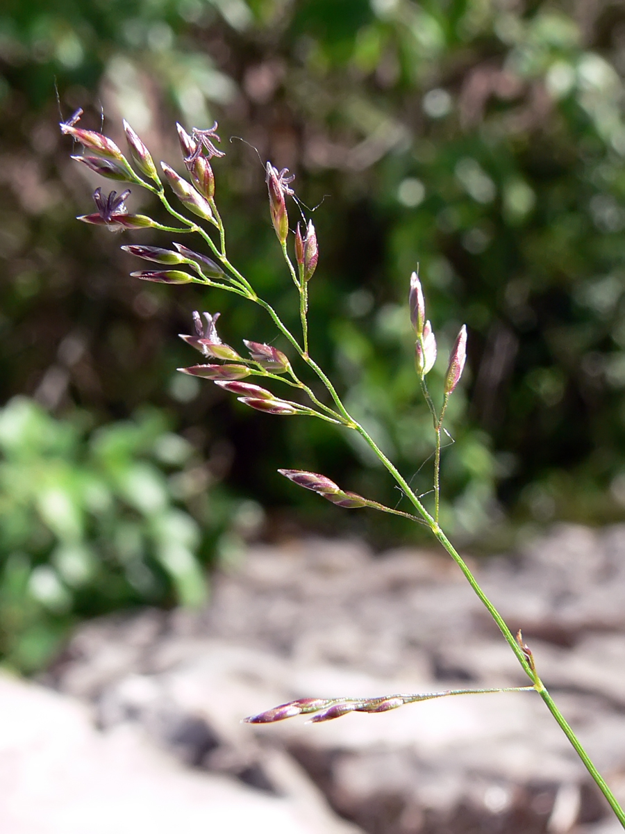 Image of Festuca pratensis specimen.