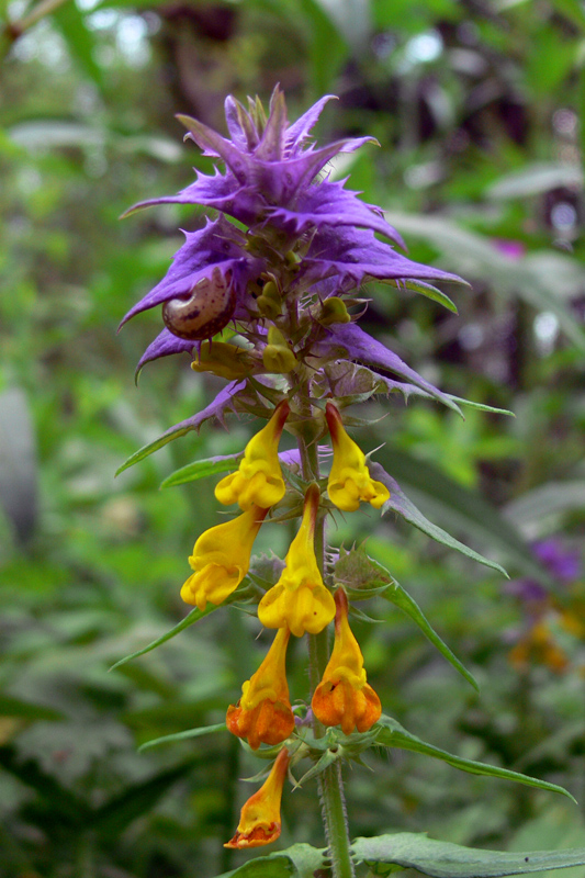 Image of Melampyrum nemorosum specimen.