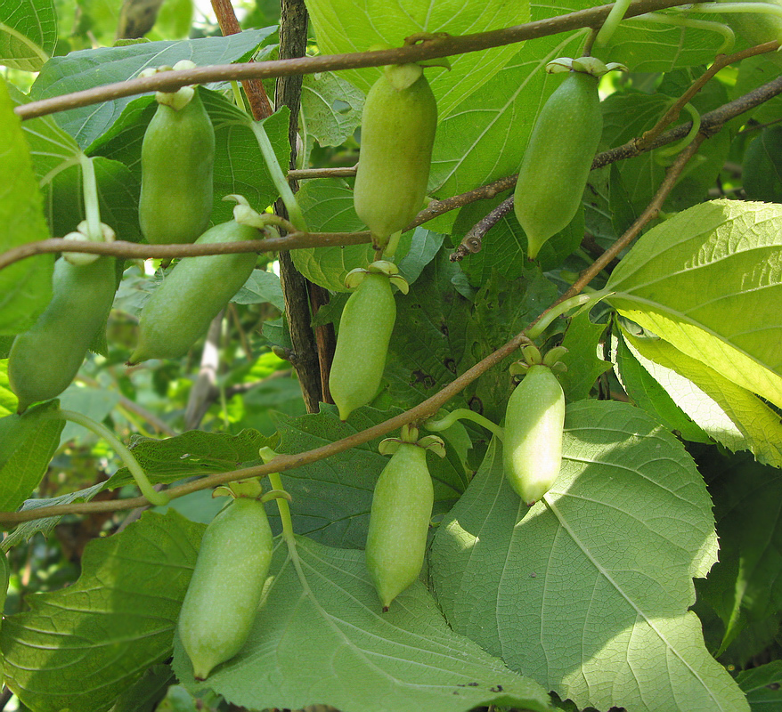 Image of Actinidia polygama specimen.