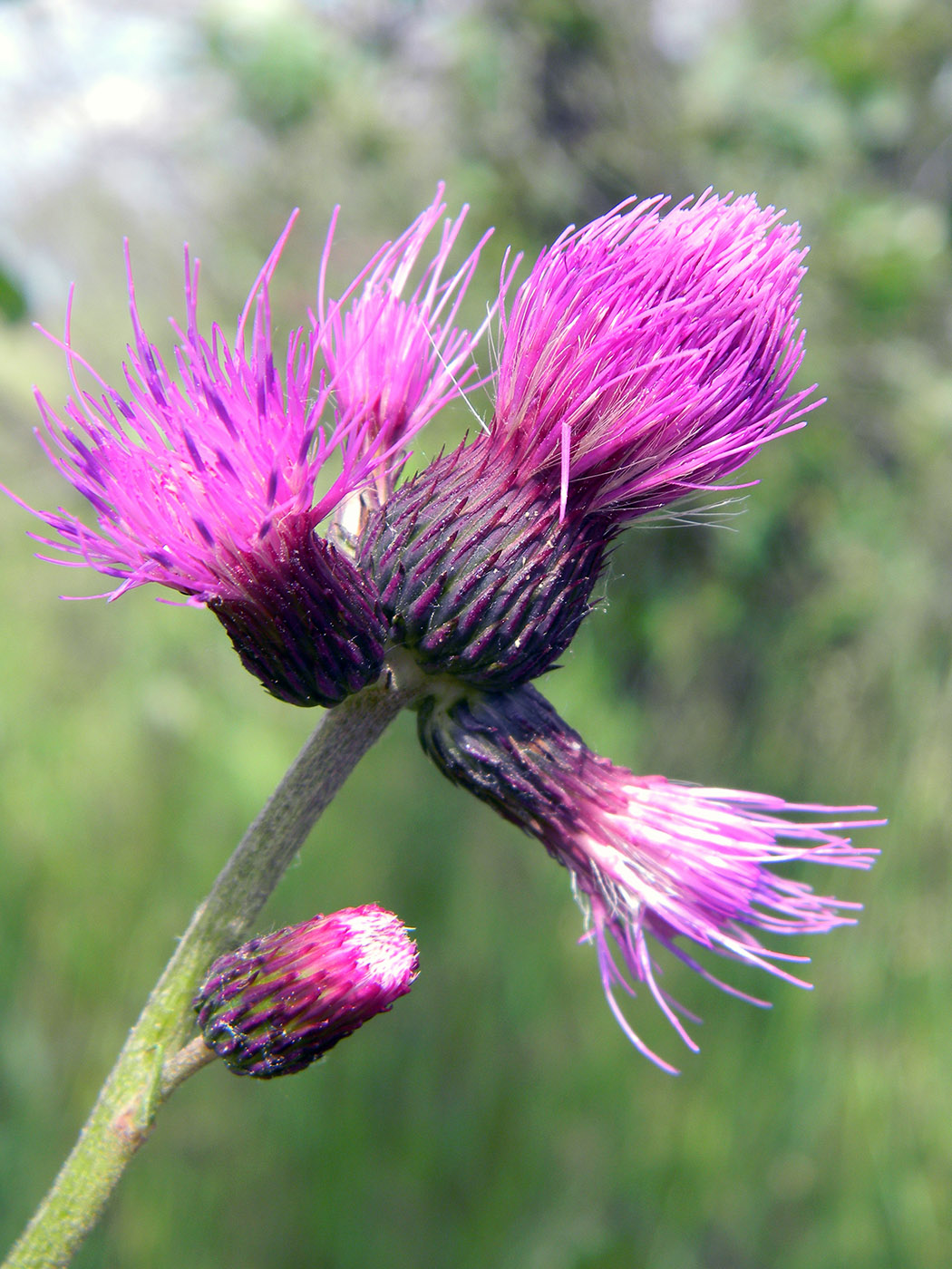 Image of Cirsium rivulare specimen.