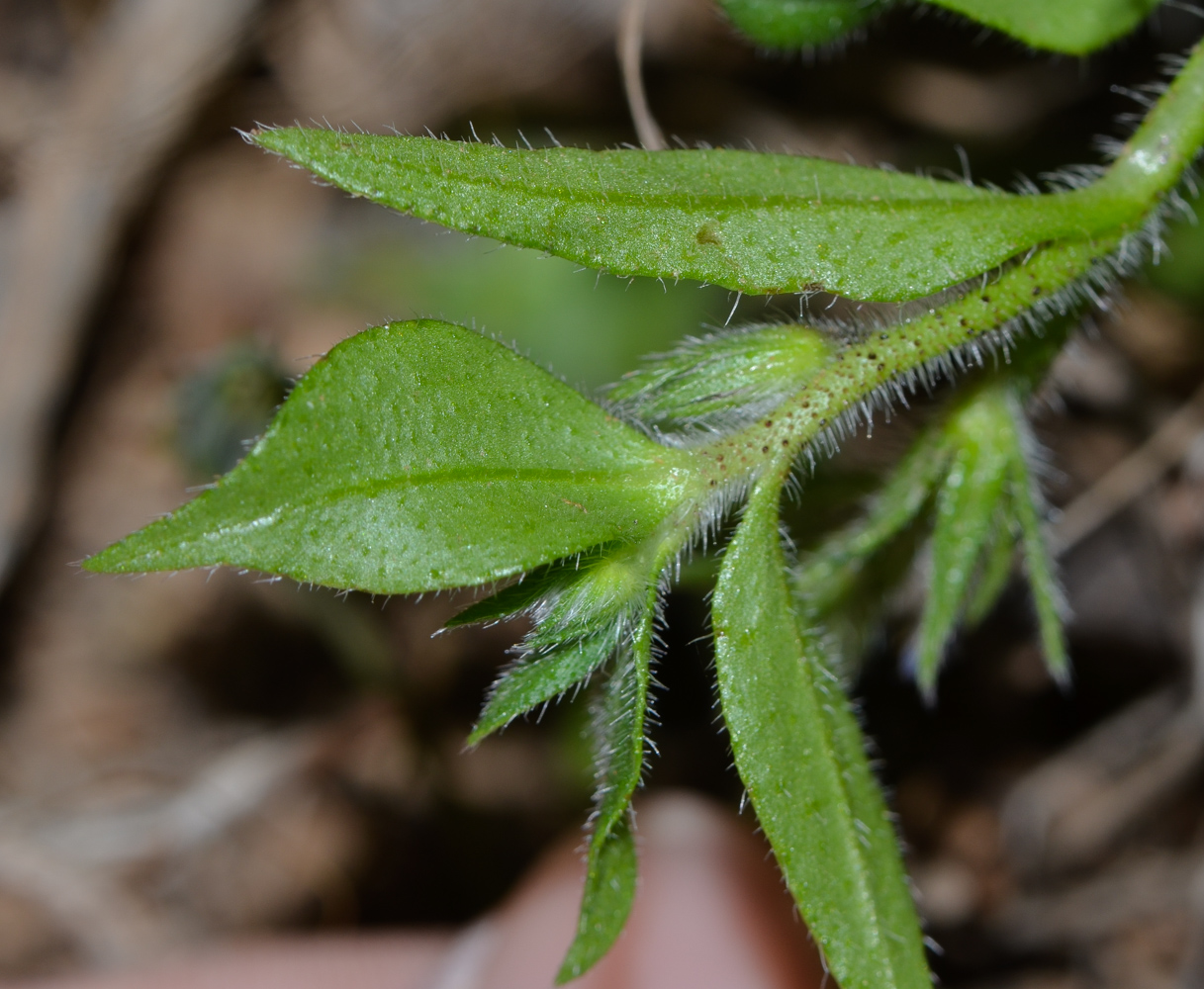 Изображение особи Echium bonnetii.