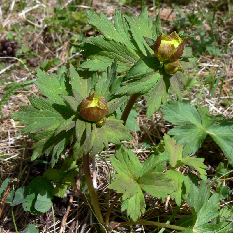 Изображение особи Trollius europaeus.