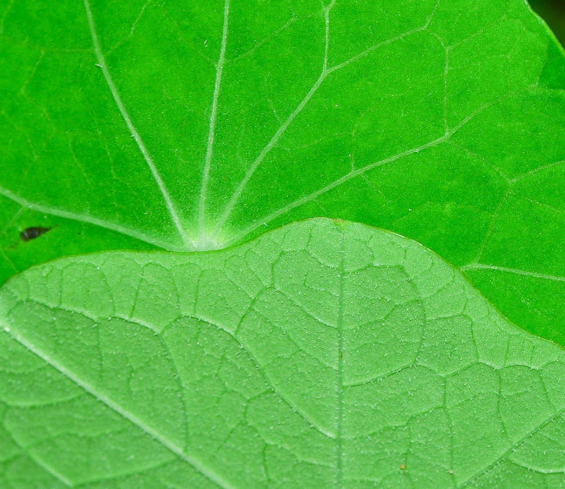 Image of Tropaeolum majus specimen.