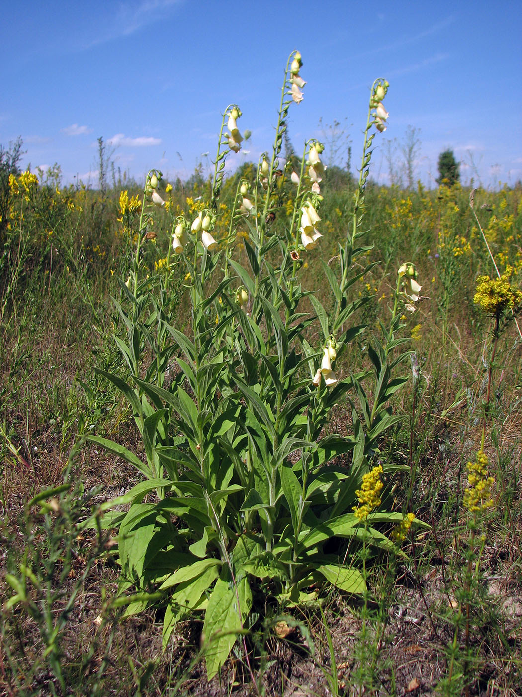 Изображение особи Digitalis grandiflora.