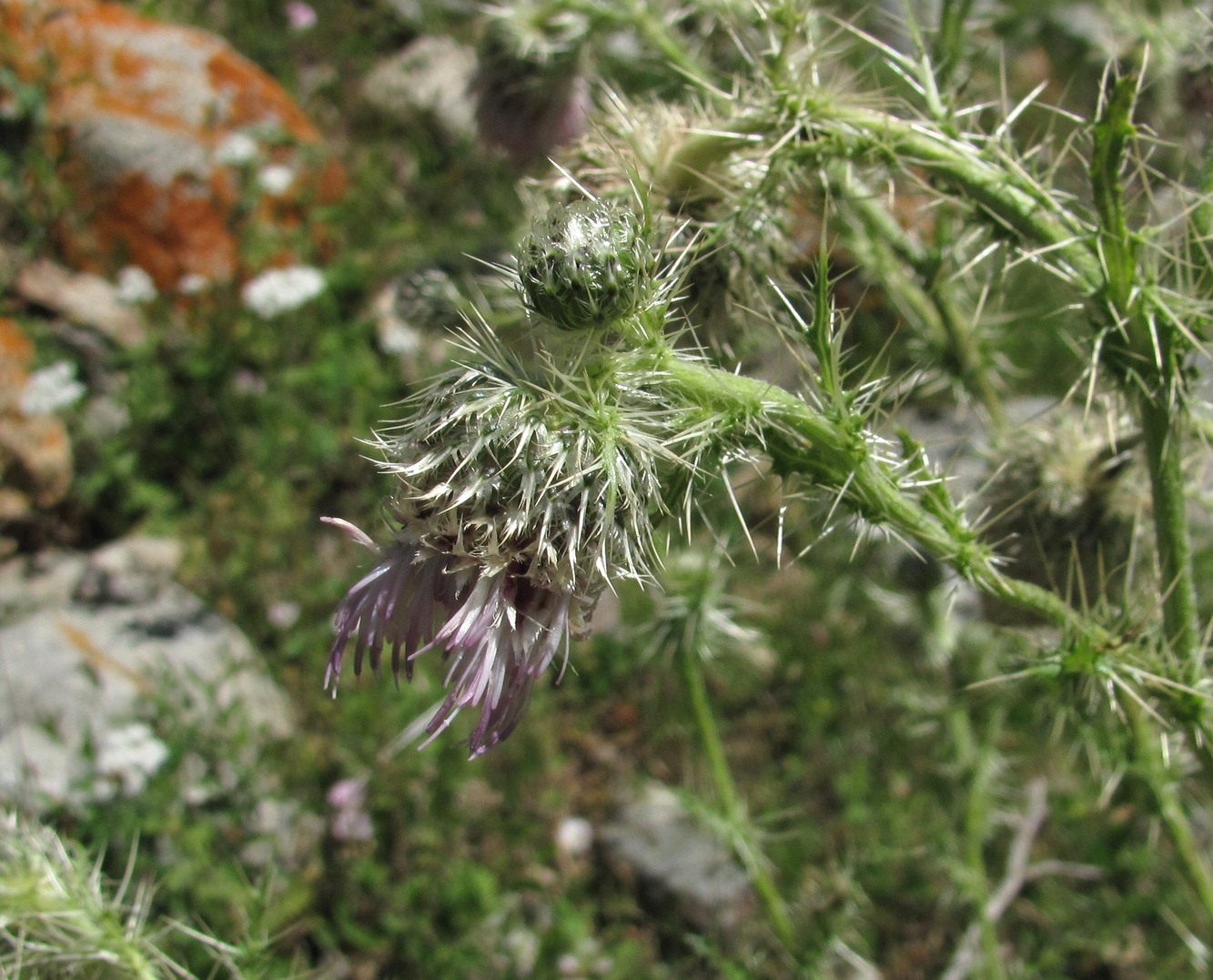 Image of Cirsium echinus specimen.