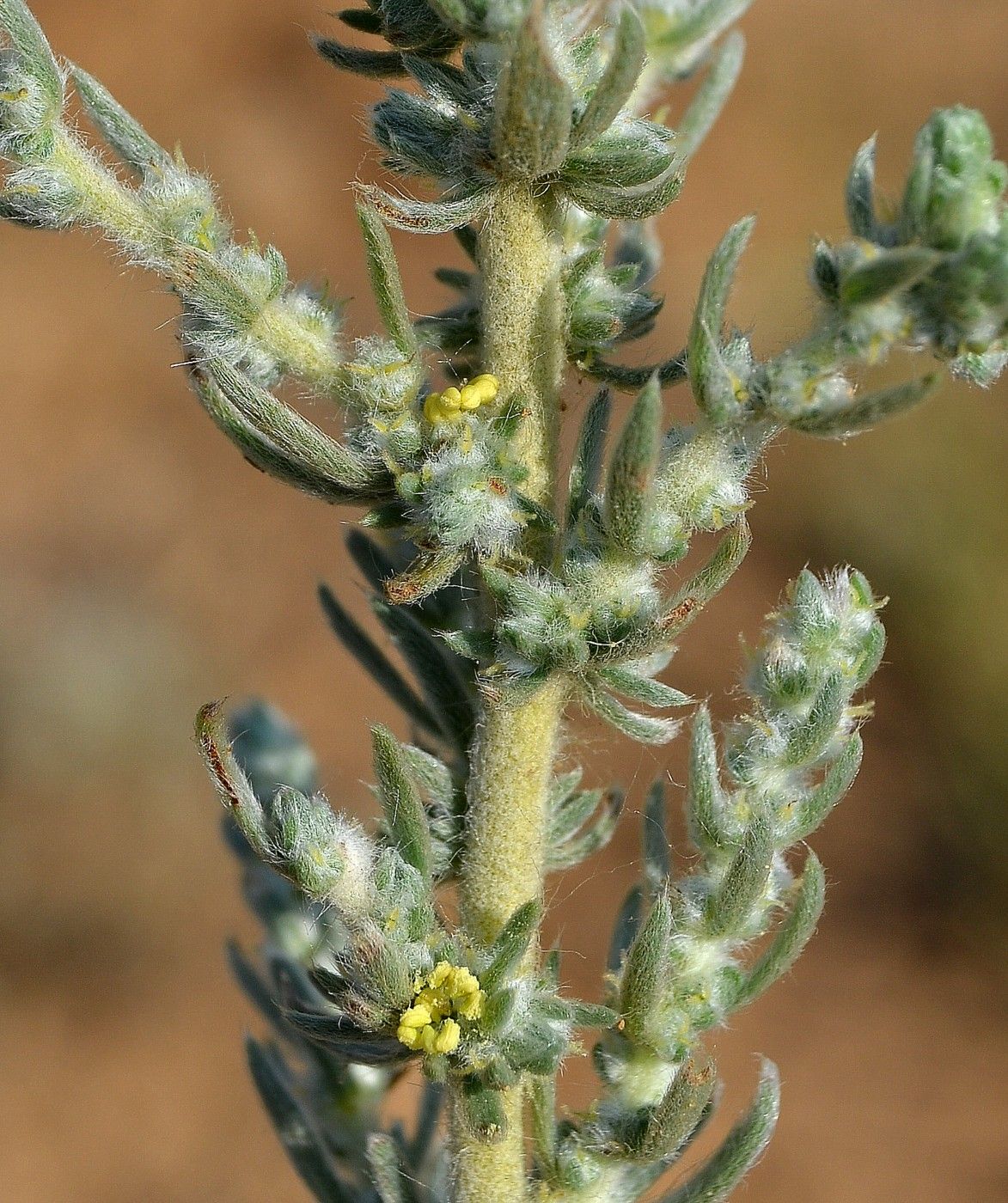 Image of Bassia prostrata specimen.