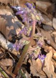 Trachystemon orientalis