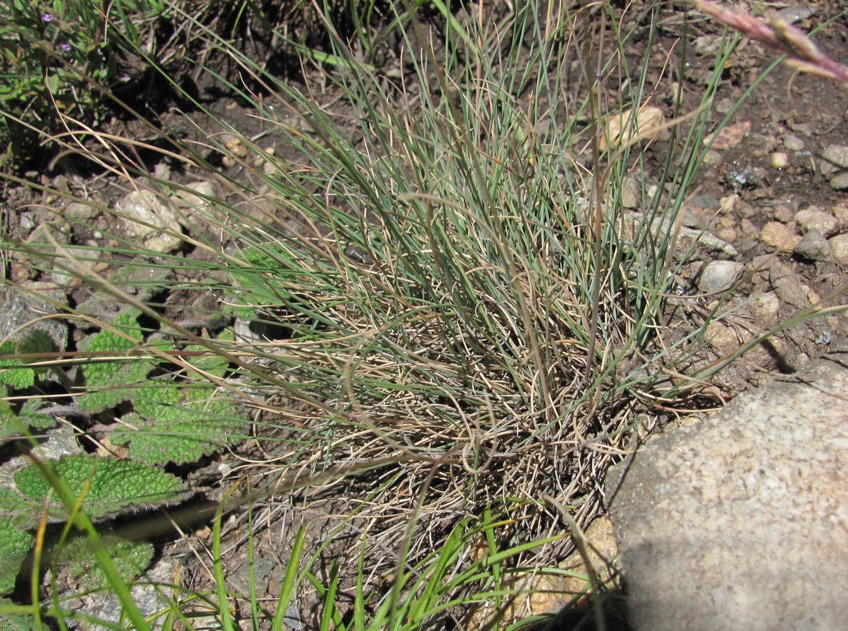 Image of genus Festuca specimen.