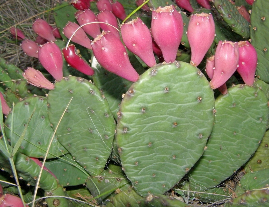 Изображение особи Opuntia humifusa.
