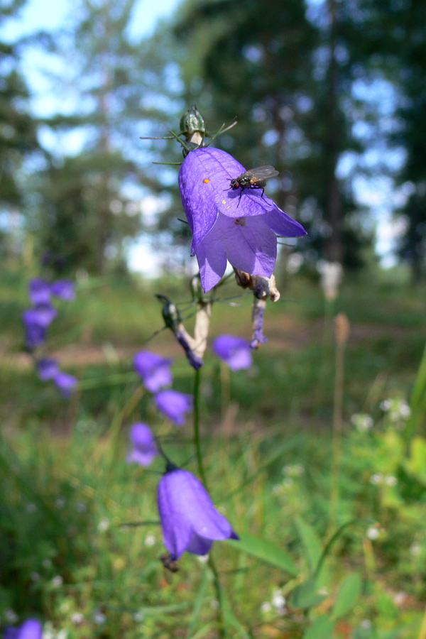 Изображение особи Campanula rotundifolia.