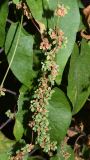 Fallopia convolvulus. Соплодие. Узбекистан, г. Ташкент, пос. Улугбек. 05.08.2016.