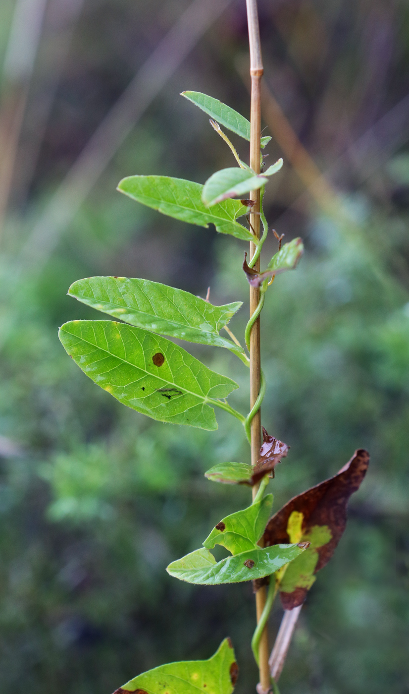 Image of Convolvulus arvensis specimen.