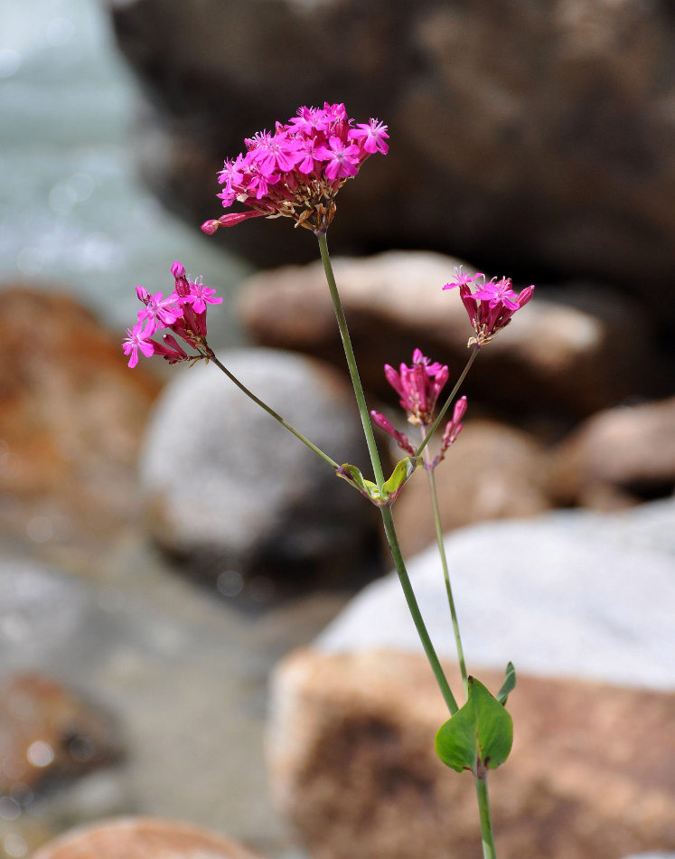 Image of Silene compacta specimen.