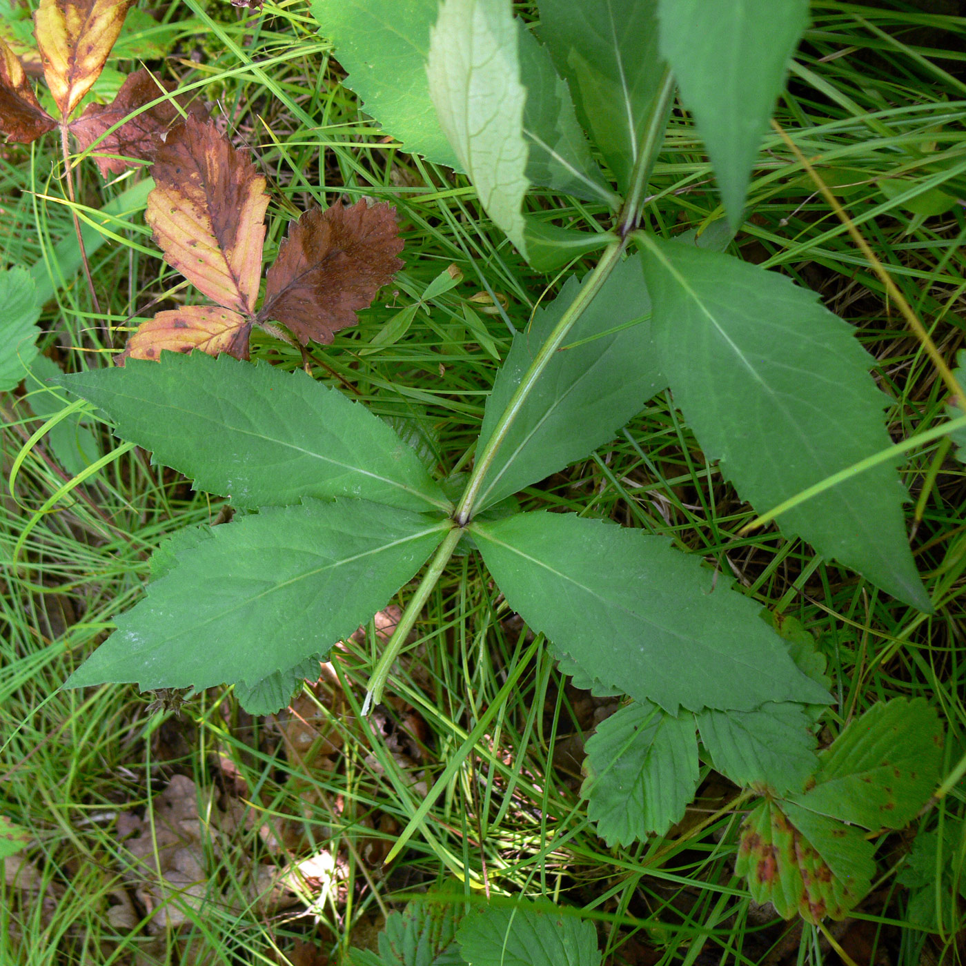 Изображение особи Adenophora divaricata.