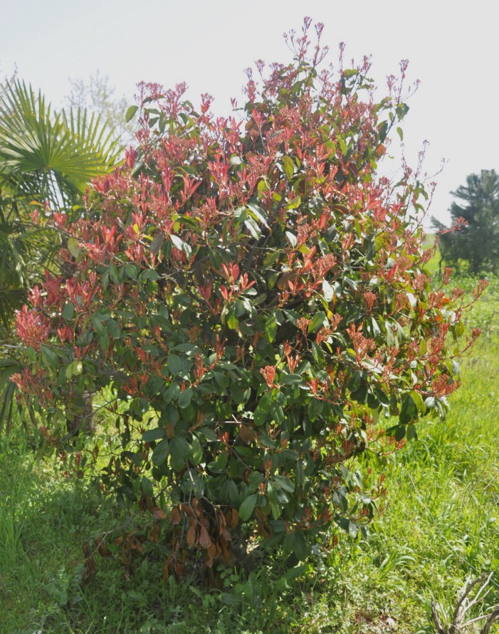 Image of Photinia &times; fraseri specimen.