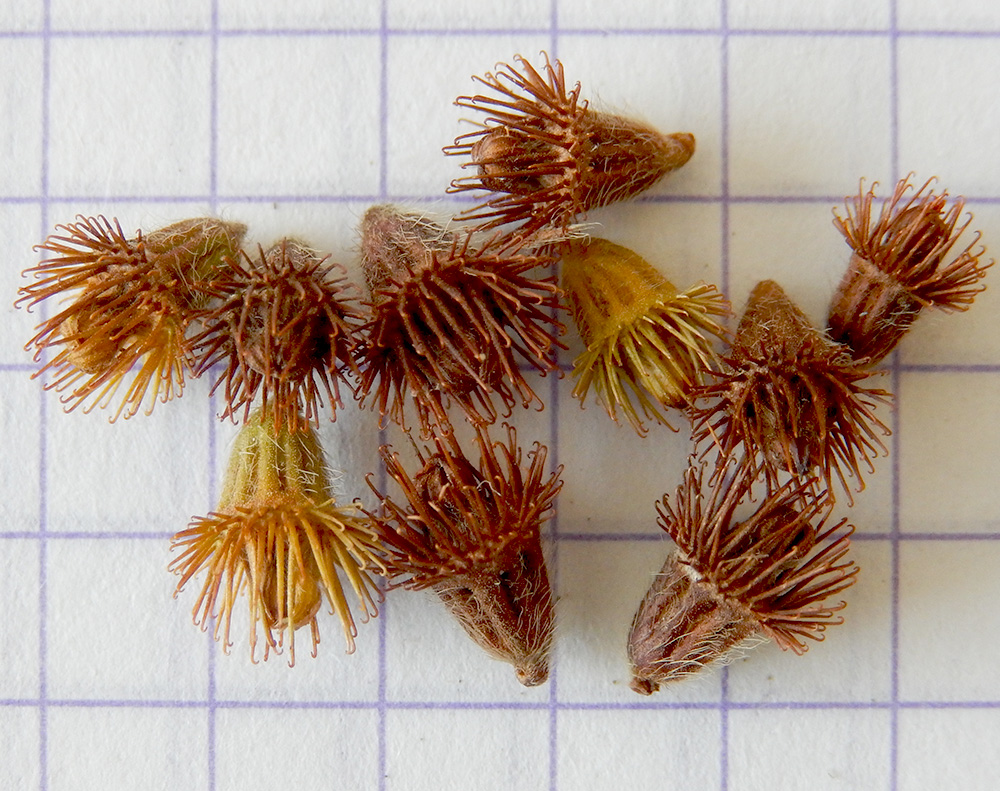 Image of Agrimonia eupatoria specimen.