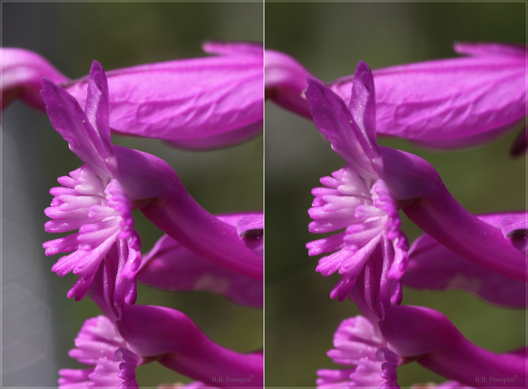 Image of Polygala major specimen.