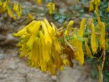 Corydalis subverticillata