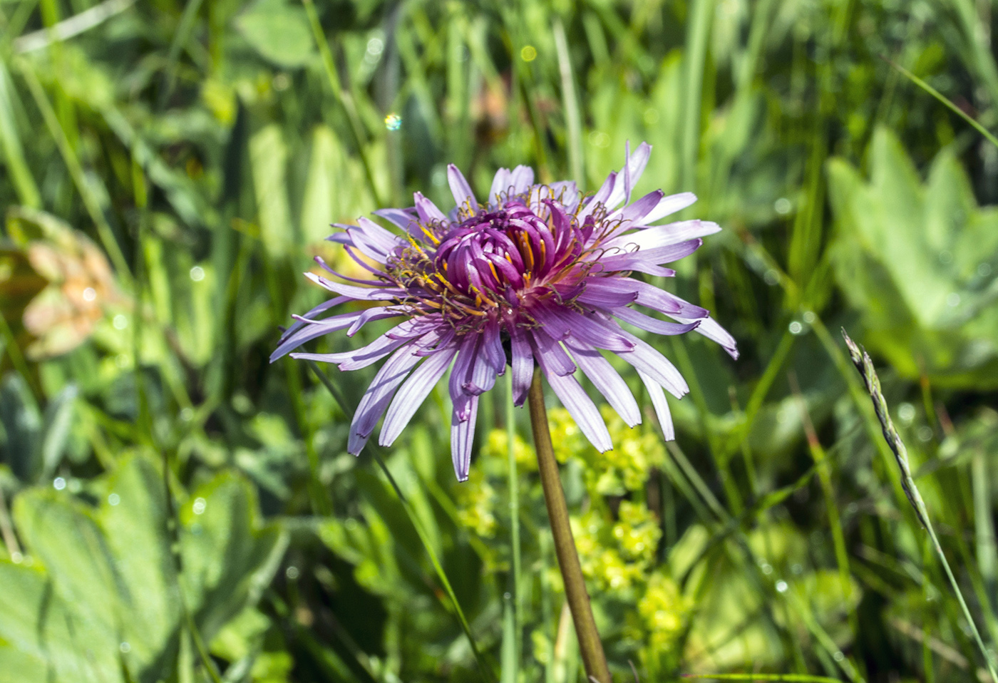 Image of Taraxacum porphyranthum specimen.