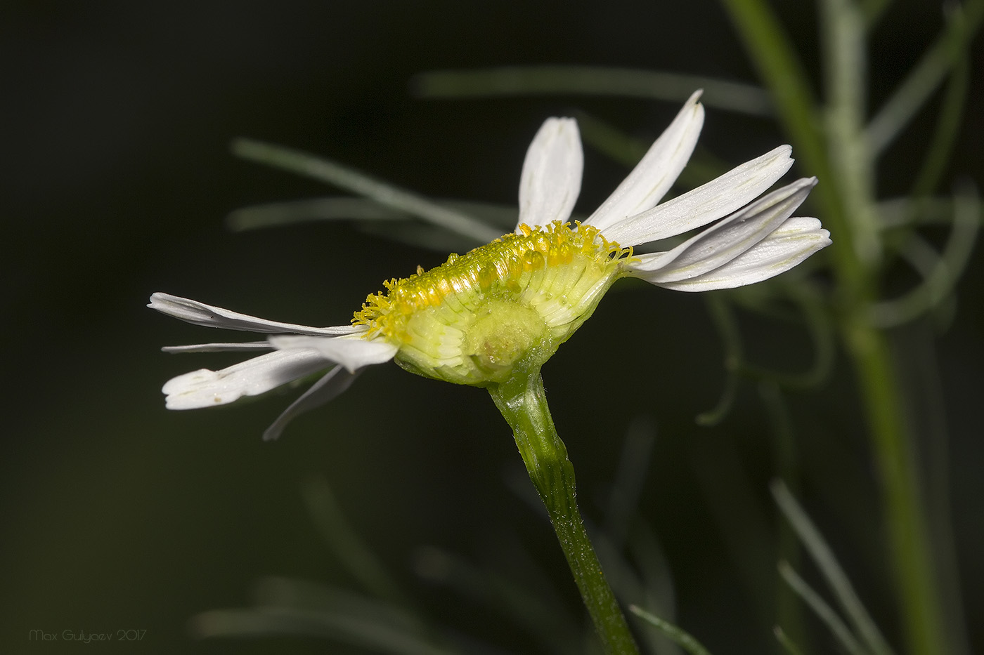 Изображение особи Tripleurospermum inodorum.